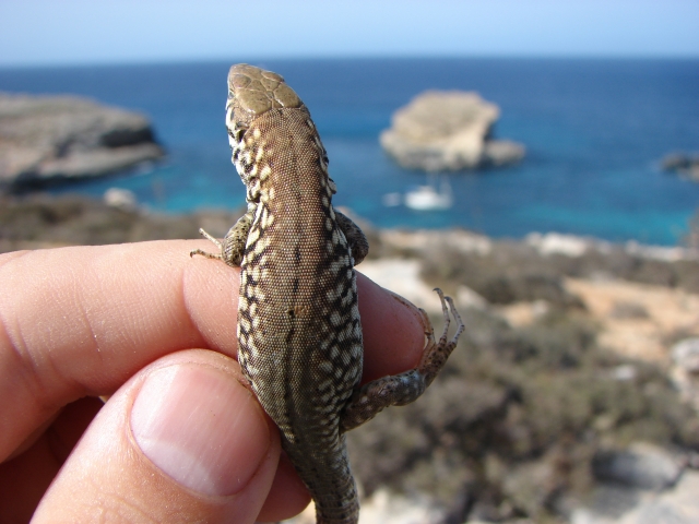 Podarcis filfolensis maltensis